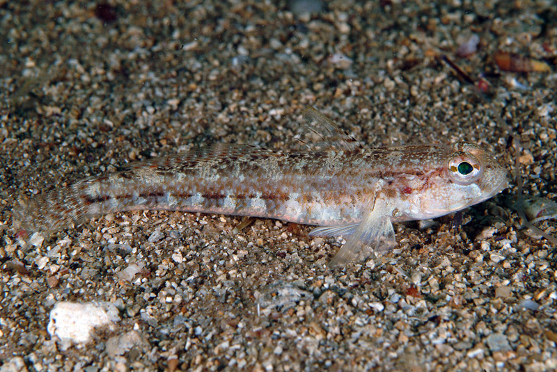 Gobius roulei da Porto Badisco (LE)